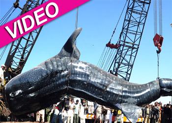 //whale shark pakistan fisherman getty images