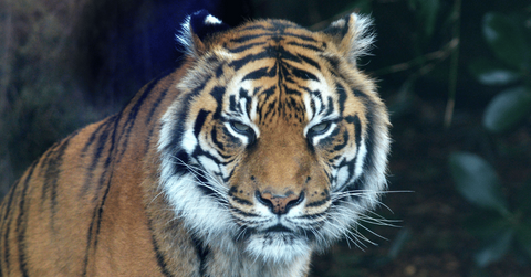 Photo of a tiger