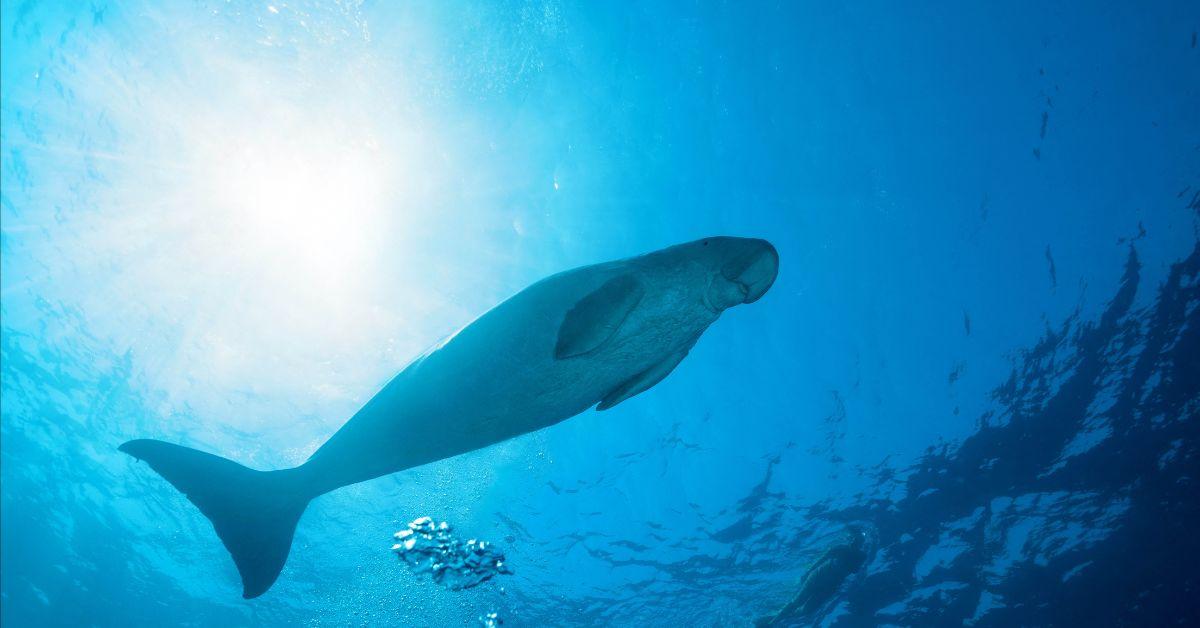 sea cow