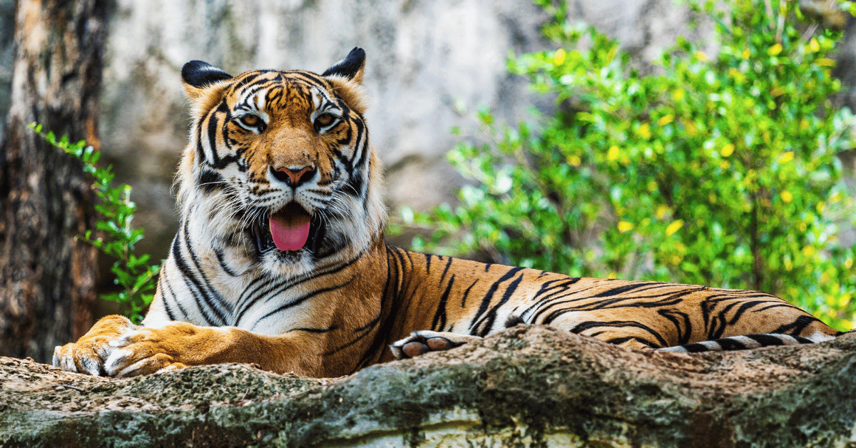 Photo of a tiger