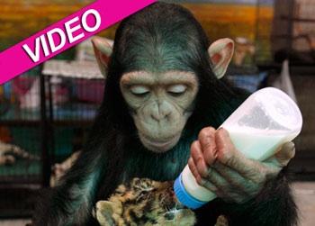 //monkeyfeedstiger reuters_