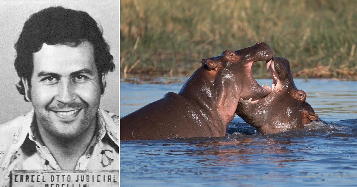 pablo escobar cocaine hippos sex toxic poop wife pleads guilty