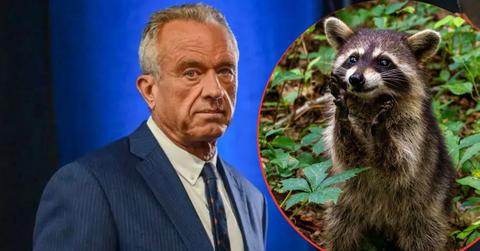 Robert F Kennedy Jr and raccoon