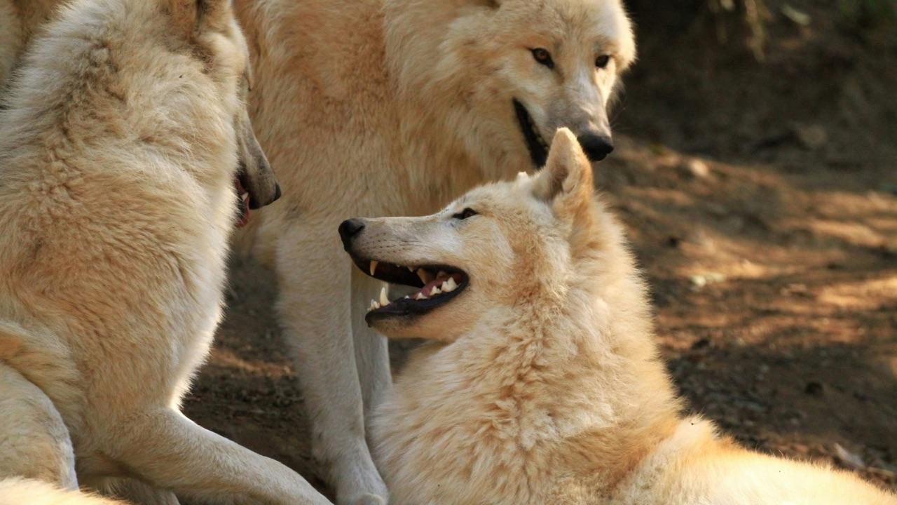 White wolves