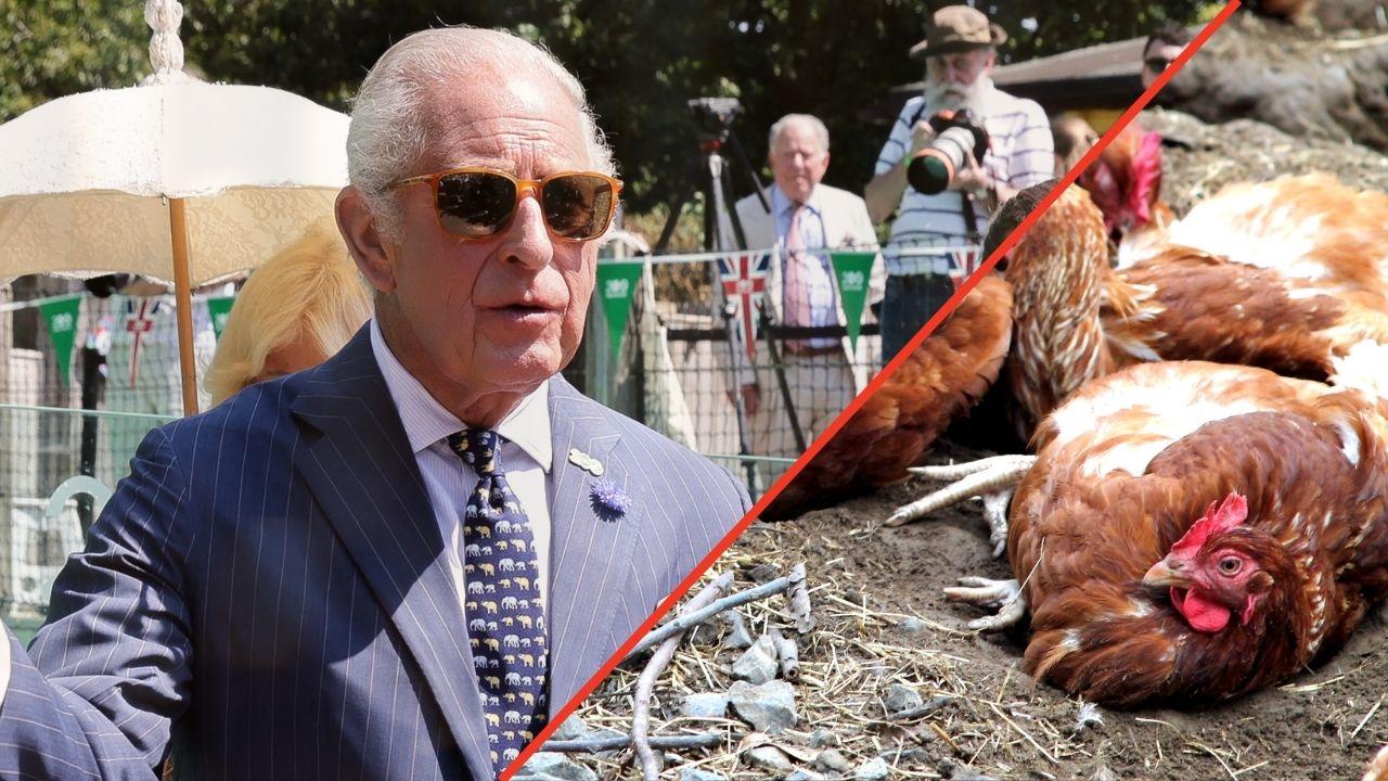 Photo of King Charles and hens