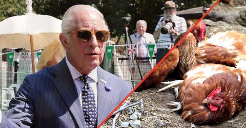 Photo of King Charles and hens