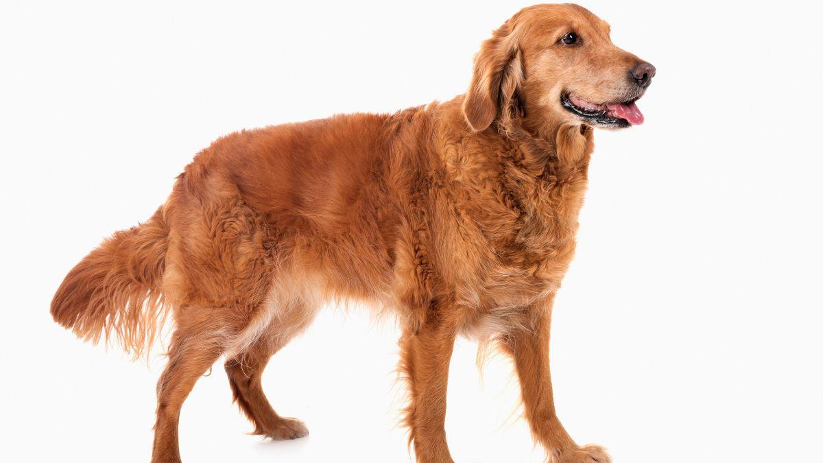 Photo of a labrador