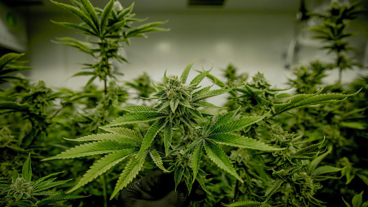 Recreational use of marijuana is not yet fully legal in Virginia.