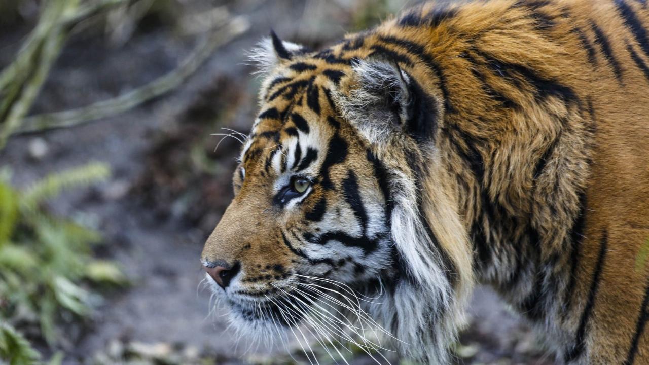 Chapman told the tiger to "stop being naughty.''
