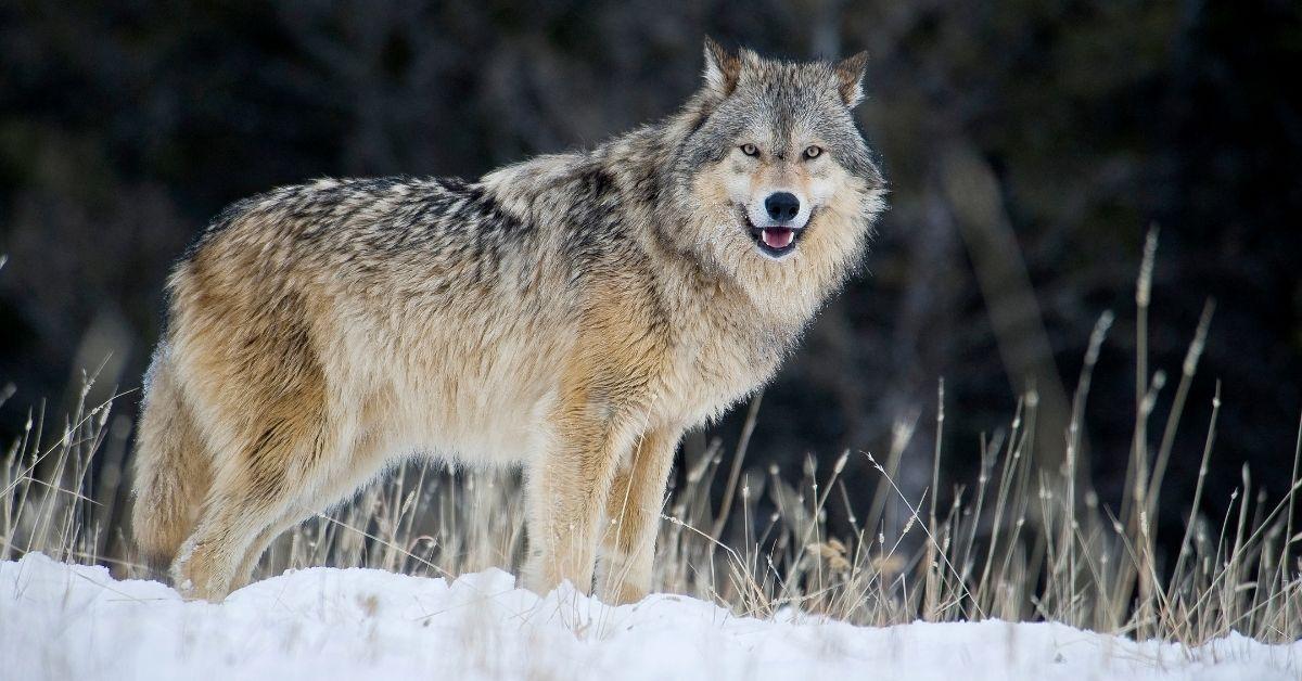 Wyoming Hunter Sparks Outrage Over ‘Tormented’ Wolf He Showed Off At Local Bar Before Killing