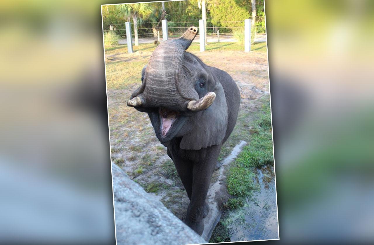 Michael Jackson Elephant Escapes Florida Zoo