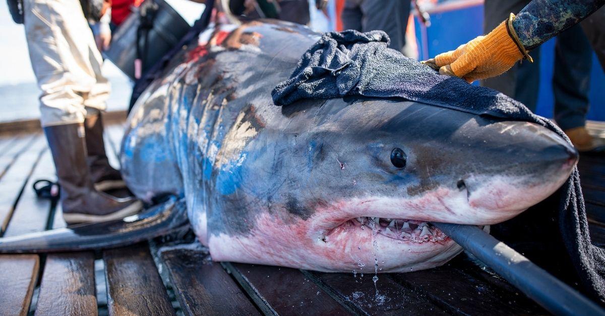 10-Foot Jaws Spreads Fear In New York As It Prowls Shoreline