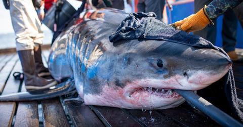 10-Foot Jaws Spreads Fear In New York As It Prowls Shoreline