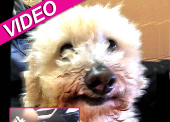 //dog stuck grill car