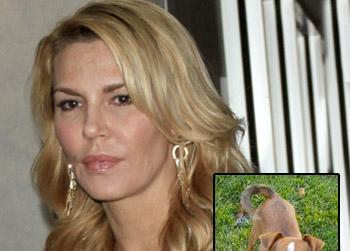 //pp_brandiglanvillelostdog