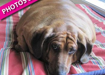 World's Fattest Dachshund Takes On The Biggest Loser Challenge, Doxie ...