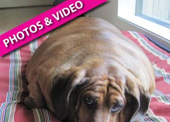 //worlds fattest dachshund facebook