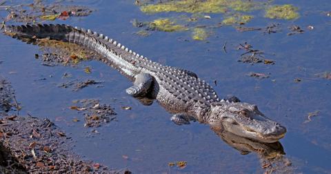 Missing Florida Boy Found Dead In Gator's Mouth, Mom Stabbed To Death