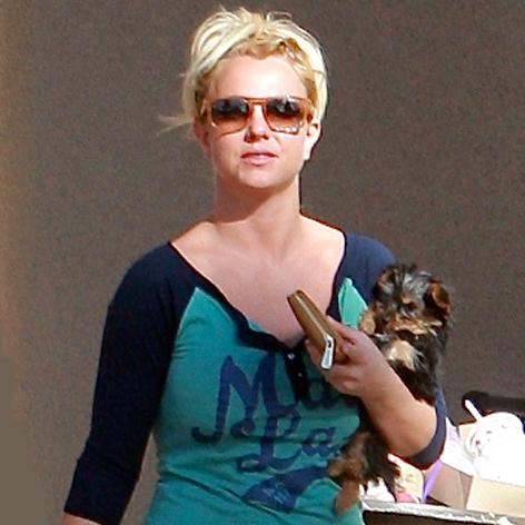 //britney spears dog square