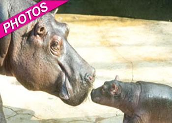 //baby hippopotamus mother berlin zoo startraks