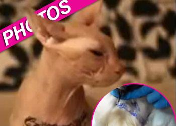 //hairless cat tattoed zuma