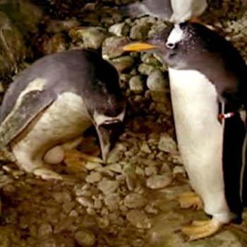 //gay penguins zoo madrid