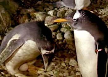 //gay penguins zoo madrid