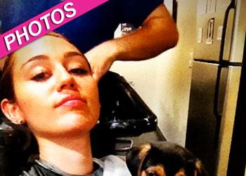 //miley cyrus new puppy twitter