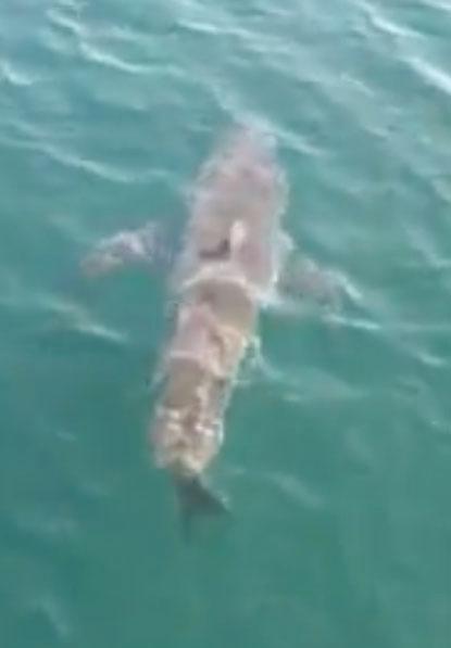 Great White Shark Videoed By Fisherman Off Of Cape Cod