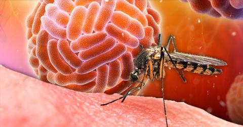 zika virus protection united states south florida cases