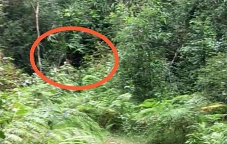 Wild Claims Australian Man Caught On Camera A 'Hairy Ape-Like' Bigfoot