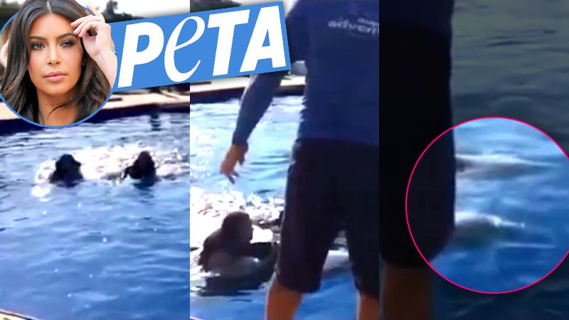 //peta slams kim kardashian swimming dolphins mexico vacation pp sl