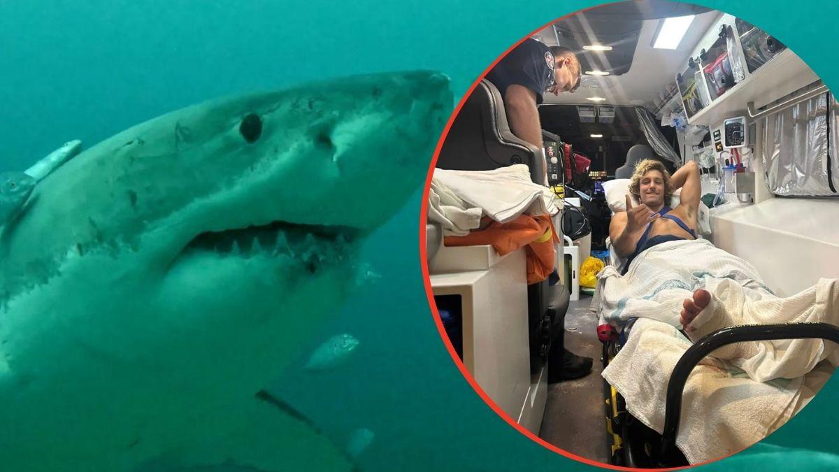 split image of shark and Alejo Santinaque