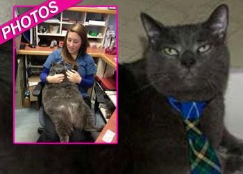 //pp_fatcatthin_fredericton_spca