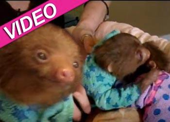 //baby sloth shave onesie video