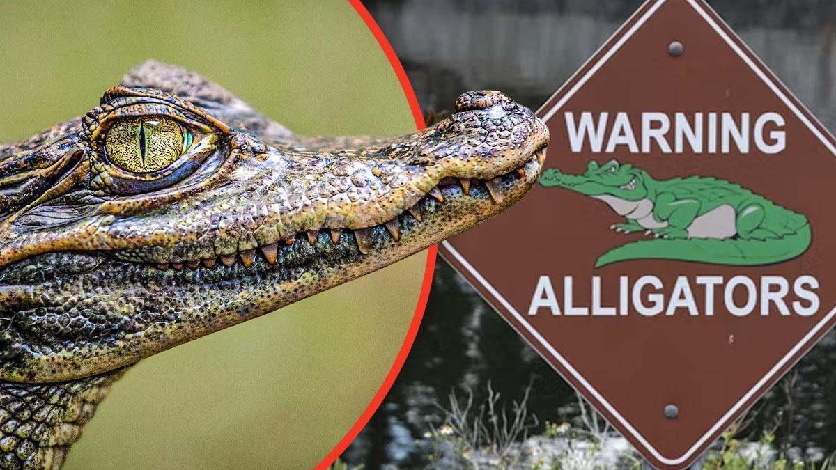 A Florida woman was killed following an alligator attack.