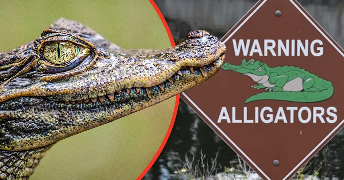 Florida Woman Dead After Vicious Alligator Attack as 911&hellip;