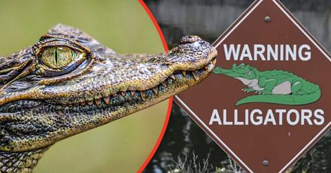 A Florida woman was killed following an alligator attack.