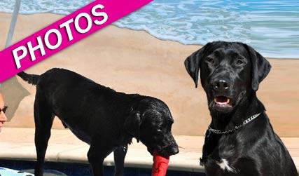 //onyx three legged dog surf wenn