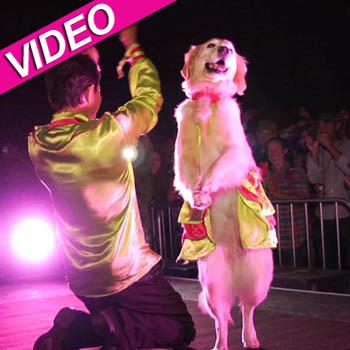 //dancing dog bonnaroo