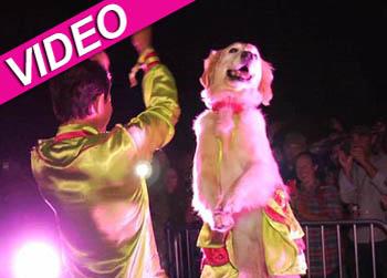 //dancing dog bonnaroo