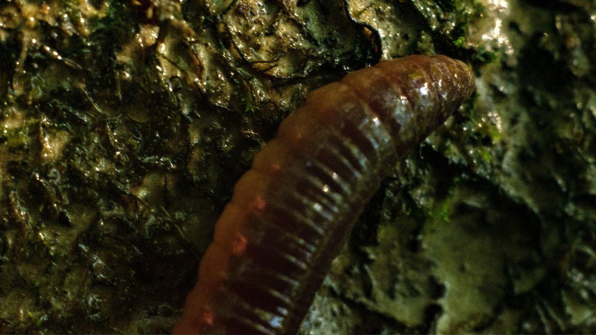 Flesh-eating monsters have sparked concern after deadly parasites were detected in a Texas town.