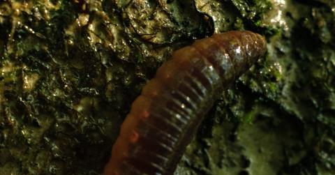 Flesh-eating monsters have sparked concern after deadly parasites were detected in a Texas town.