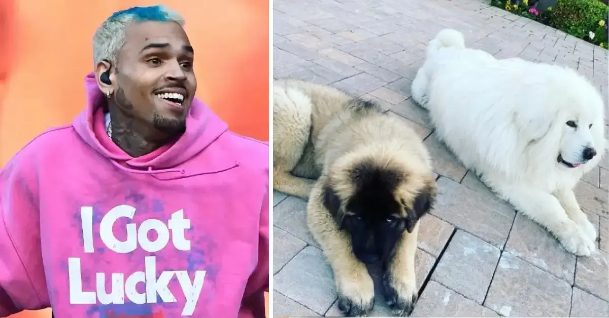 chris brown refusing to sit for videotaped depoisiton dog attack lawsuit ex housekeeper court