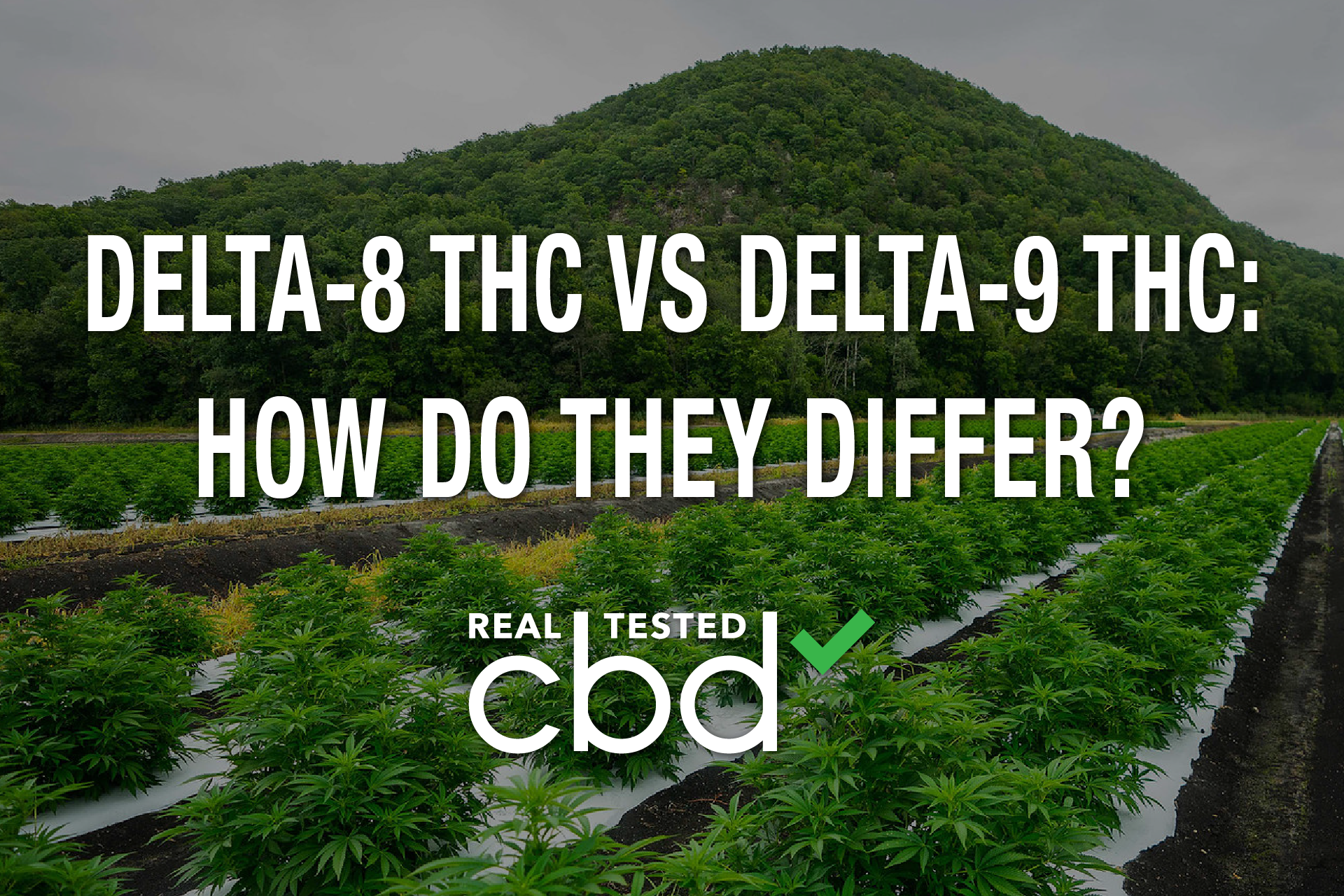 Delta-8 THC vs Delta-9 THC: How Do They Differ?