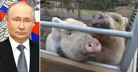 vladimir putin general ukraine biological weapons african swine fever