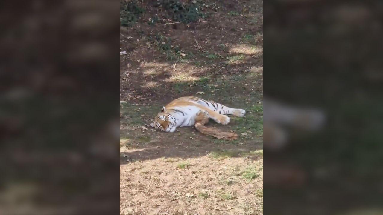 Screenshot of Altai the tiger