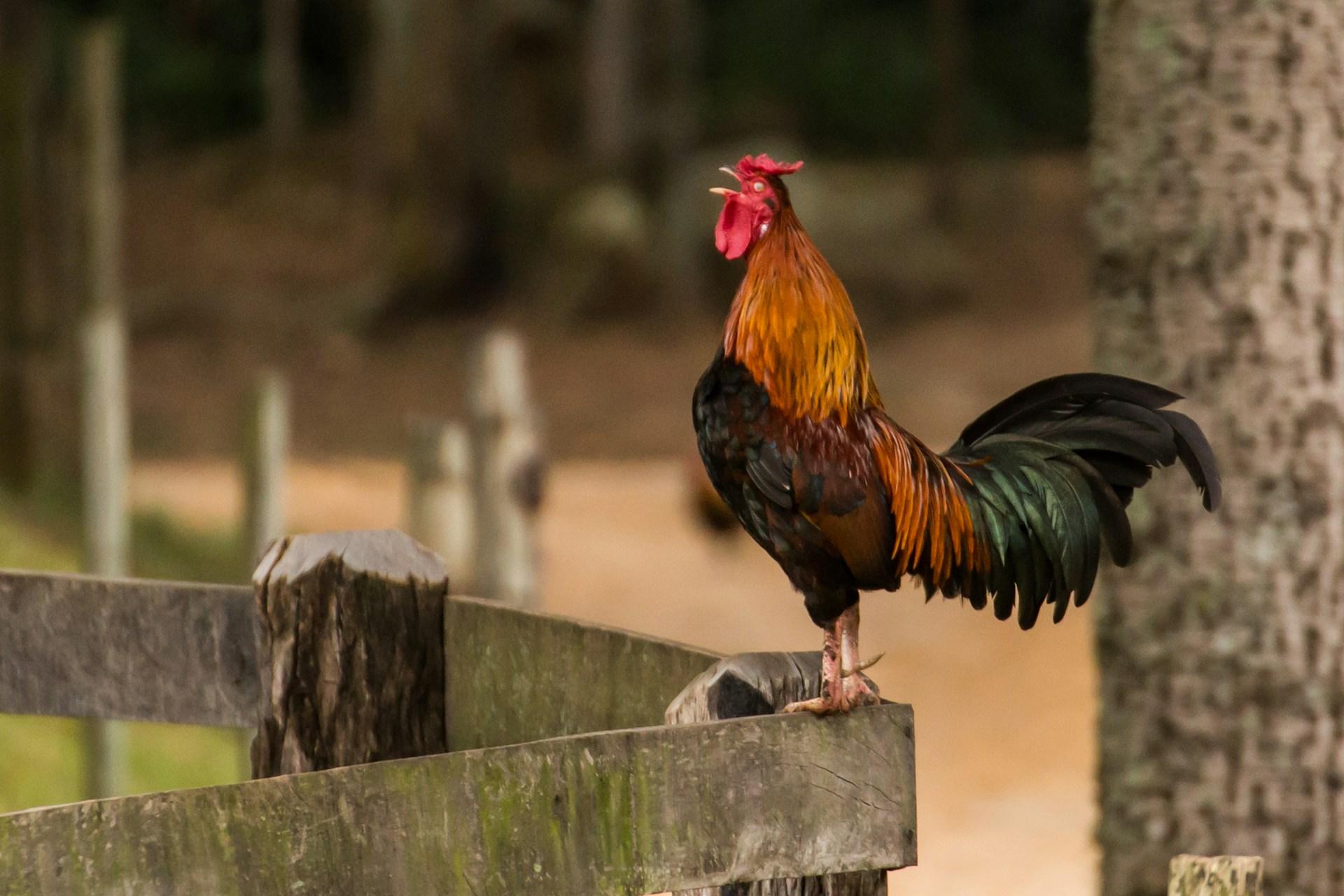 Washington Police Shoot and Kill 64 Cockfighting Roosters