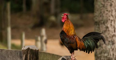Washington Police Shoot and Kill 64 Cockfighting Roosters