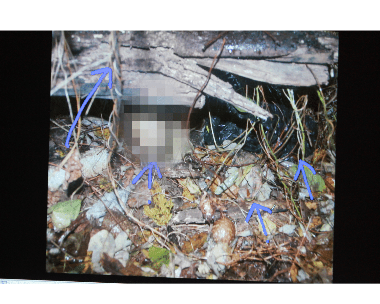 Revisit Caylee Anthony Crime Scene Photos After Casey Accuses Her Dad